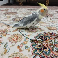 عروس هلندی