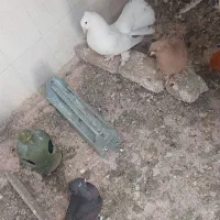 حیوان کبوتر