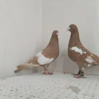 سه رگ افغانی|پرنده|مشهد, وکیل‌آباد|دیوار