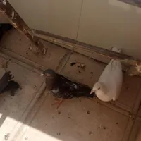 کفتر شهرستانی|پرنده|بومهن, |دیوار