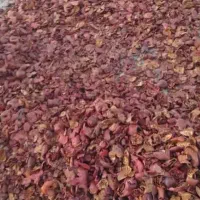 پوست انار خشک