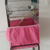 طوطی گرینچیک فوق دستی