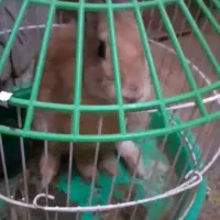 خرگوش بازی گوش