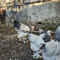 جوجه برهما لایت|حیوانات مزرعه|ساری, |دیوار