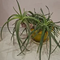 آلوئه ورا طبیعی