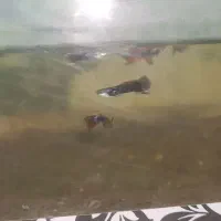 ماهی گوپی دونه20