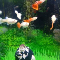 ماهی گوپی خوش رنگ آماده زایمان