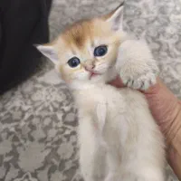 واگذاری گربه