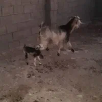 بز وبزغاله|حیوانات مزرعه|دهلران, |دیوار