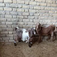 بزغاله درجه یک|حیوانات مزرعه|سرپل ذهاب, |دیوار