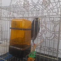 مرغ مینا سخن گو