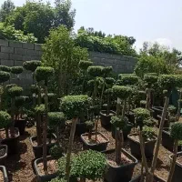 مورد پیوندی|گل و گیاه طبیعی|کلاچای, |دیوار