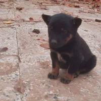 یک جفت توله ژرمن نرو ماده|سگ|تهران, فلاح|دیوار