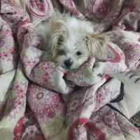 پت  (سگ )گمشده