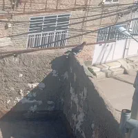 کفتر|پرنده|زبرخان, |دیوار