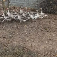 غاز محلی باقیمت مناسب|حیوانات مزرعه|پارس‌آباد, |دیوار