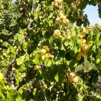 باغ روستای خوش آب و هوای زواریان|فروش زمین و ملک کلنگی|سلفچگان, |دیوار