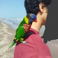 طوطی لوری  سخنگو  فول دستی