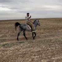 اسب