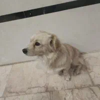 سگ پا کوتاه|سگ|اردکان, |دیوار