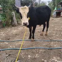 ورزا ماستی خوشکل بشرط