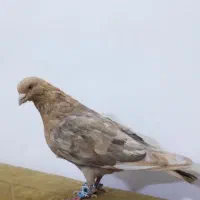 کفتر کبوتر