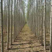 عرضه نهال صنوبر اقتصادی برای کاشت در حجم بالا|خدمات باغبانی و درختکاری|اردبیل, |دیوار