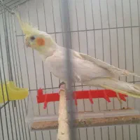 یک عدد عروس هلندی لوتینو