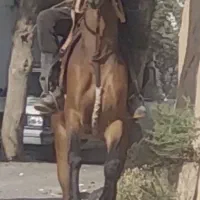 کره مادیان ۳به۴ عرب خالص ایران