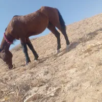 اسب|اسب و تجهیزات اسب‌سواری|مشهد, ثامن|دیوار