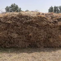 زمین-کشاورزی-در-روستای-زابل