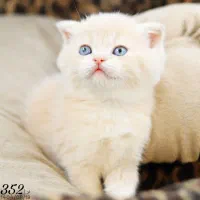 پت شاپ کیتی کتز/گربه اسکاتیش بریتیش پرشین هیمالین