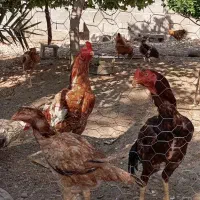 مرغ و خروس لاری|حیوانات مزرعه|احمدی, |دیوار