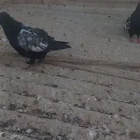 یه‌جفت‌نروماده‌سینه‌ای|پرنده|قم, چهار مردان|دیوار