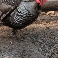 تخم نطفه دارو جوجه بوقلمون