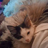 واگذاری گربه|گربه|تهران, جوادیه تهرانپارس|دیوار