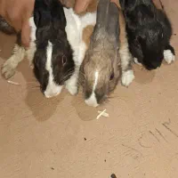 ۲ عدد خرگوش صحرایی|موش و خرگوش|چهاردانگه (تهران), |دیوار