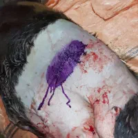 دکتر دامپزشک متخصص گاو و گوسفند،واکسن و سونوگرافی|خدمات پیشه و مهارت|تهران, مشیریه|دیوار