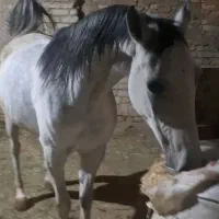 مادیان کرد|اسب و تجهیزات اسب‌سواری|خمینی‌شهر, |دیوار