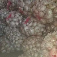 پیاز سفید انباری