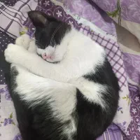 واگذاری گربه