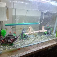 آکواریوم شیک|ماهی|چناران, |دیوار