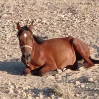 فروش یک راس اسب دره شوری