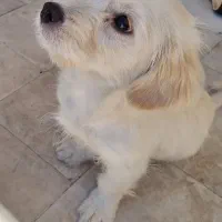 سگ شیتزو ۴ ماهه