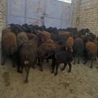 گاو میش قزل افشار|حیوانات مزرعه|سجاس رود, |دیوار