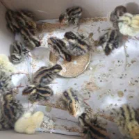 جوجه بلدرچین ۹ روزه