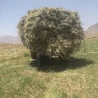 یه نیسان کاه زول ویونجه موجوداست