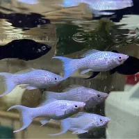 ماهی و پلنت گیاه مولی گوپی تترا رامینویز رامیزی