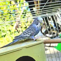 فروش یک عدد مرغ عشق نر