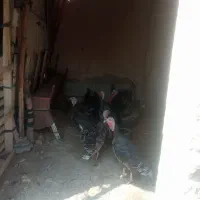 بوقلمون